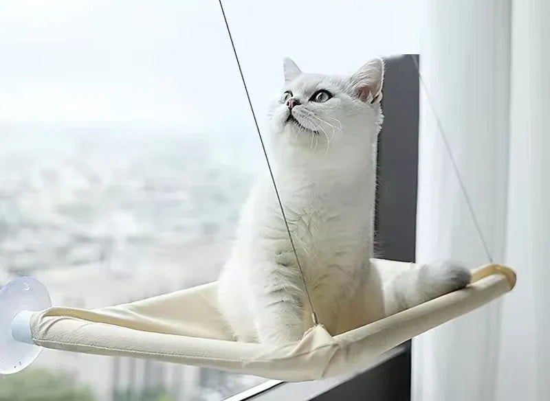Chat blanc couché dans le hamac de fenêtre
