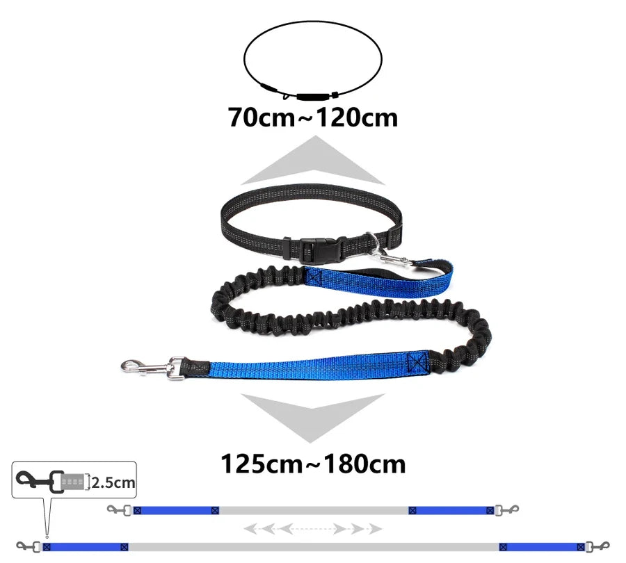 Dimensions de la laisse mains libres : ceinture de 70 à 120 cm, laisse de 125 à 180 cm