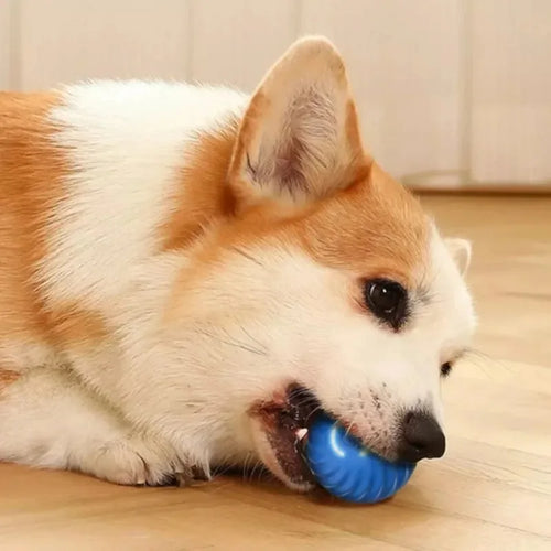 Balle interactive automatique USB pour chien et chat – photo 3