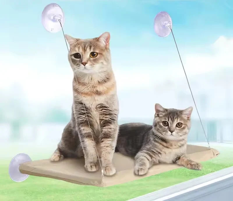 Deux chats installés sur le hamac de fenêtre