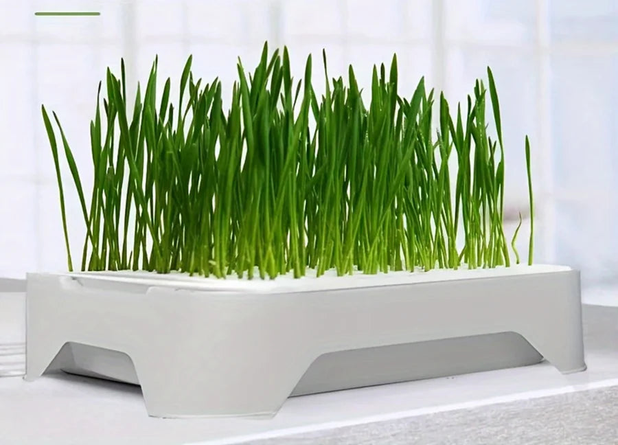 Herbe à chat poussée dans le plateau hydroponique
